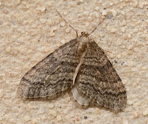 Réf. 334 849 : Operophtera brumata
